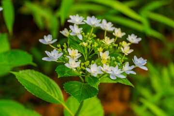 White flowers blooming.