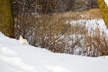 colorful cat in the winter