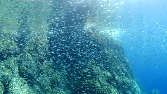 silversides hiding behind secret rocks  under sun shine and beams underwater silverside fish school wavy sea protection behaviour