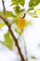 夏の梅の木と完熟の梅