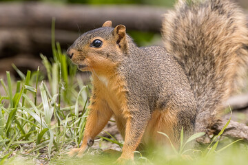 A grey squirrel on alert for danger. 