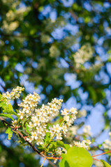 Spring tree. Blossom and blue sky through the foliage. horizontal photography with place for text.

