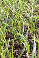 garlic in the field