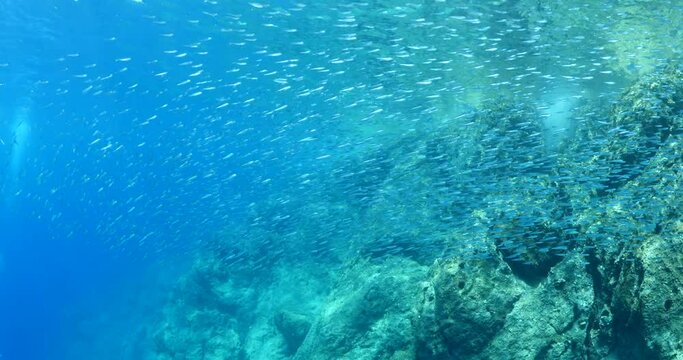 silversides hiding behind secret rocks  under sun shine and beams underwater silverside fish school wavy sea protection behaviour