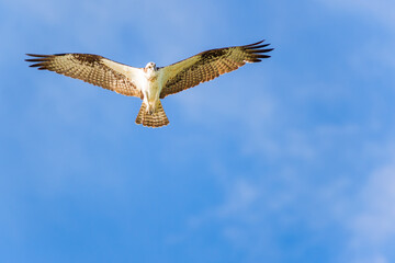 Obraz premium Osprey soaring over the Gulf of Mexico.Fort Myers Beach.Florida.USA