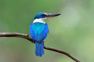 Fototapeta premium Beautiful blue and turquoise bird perching on thin branch showing its fine back feathers, collared kingfisher