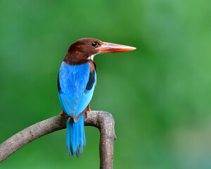 Blue bird with brown head and large red beaks sharming showing its beautiful back feathers in soft lighting, Thailand wild animal