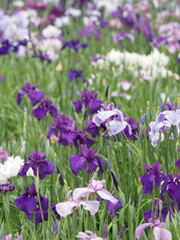 Fototapeta premium 東京都 満開の堀切菖蒲園