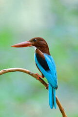 bright blue bird with big red beaks perching on small twig over fine green background, Halcyon smyrnensis