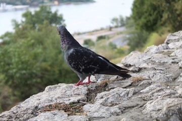 Black city pigeon stands on stones wall.