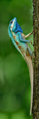 Blue Crested Lizard (Calotes mystaceus) changable reptile with proud stances while perching on tree, most amazed tropical creature