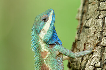 Close up head of Indo-chinese forest blue lizard, showing beautiful velvet and bright scales of retiles found in Thailand forest