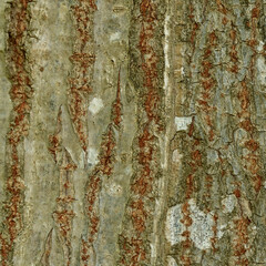 close up of tree bark with details of surface color in brown and red, beautiful natural texture