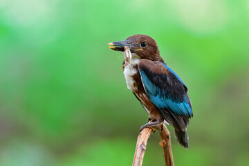 New borne dark brown and blue wings bird with dead cricket meal in its beak after fledged the nest