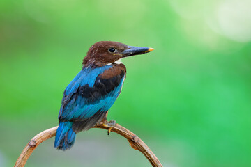 New fledged juvenile of white-throated, Smyrna, or white-breasted kingfisher (Halcyon smyrnensis) just get out of its nest in early morning