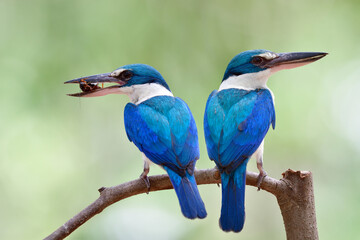 Pair of parents Collared Kingfisher carrying cricket insect in its big beaks to feed chicks in nest, lovely wild animal family