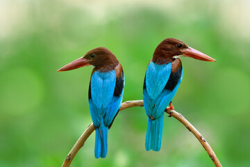 parents of white-throated or white-breasted kingfishers perching together in front of nest hole while feeding their chicks in lovely green day