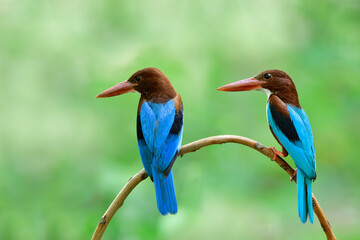parents of white-throated or white-breasted kingfishers staying on branch when watching their chicks n front of nest, animal family