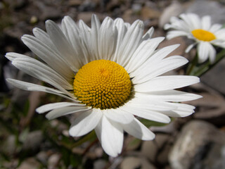 ox eye daisy