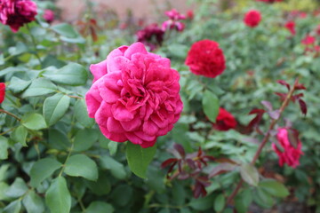 Red roses in garden