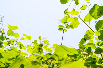 green leaves background