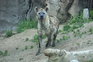 Foto op Plexiglas Mannelijke gevlekte hyena kijkt in een camera naar voren gericht © Nagara