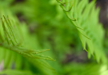 close up of green grass