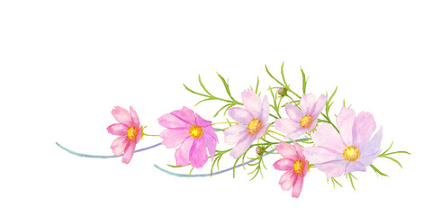 コスモス水彩画デコレーション