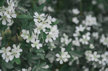 white flowers in the garden
