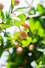 Image of Carissa carandas fruit, Delicious healthy fruits.