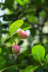 Image of Carissa carandas fruit, Delicious healthy fruits.