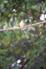 Sparrow perching on a tree, one small brown and white familiar bird （木に止まる雀、1匹の小さい茶色と白の模様の身近な鳥 ）
