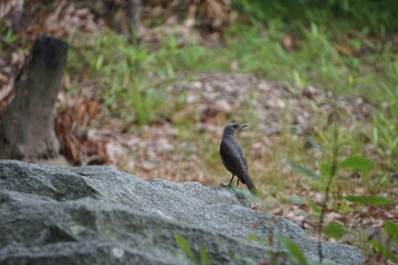 Obraz premium A town bird perched on a rock, a small gray cute bird（岩に止まっている町の鳥、灰色で小さくてかわいい鳥）