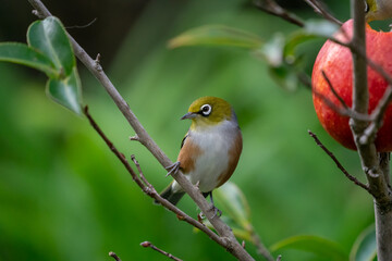 A Wax eye also known as a white eye or silver eye bird in a New Zealand garden