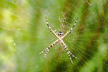Spiderweb With Spider