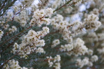 Blooming white small cotton-like flower branches, thorn leaves and cotton-like white flowers（咲き誇る白く小さい綿のような花の枝、棘の葉と綿のような白い花）