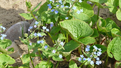 shoots of the large-leaved Brunner plant