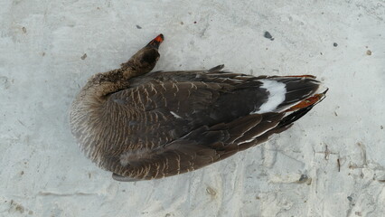 wild goose trophy hunters on the spring hunt