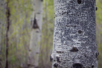 Fototapeta premium Trunk of Aspen Tree Off Centered to Left
