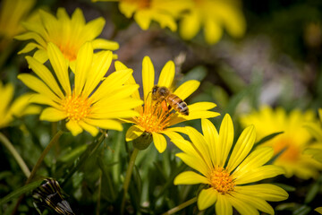 Close Up of a Bee Pollinating Yellow Daisies
