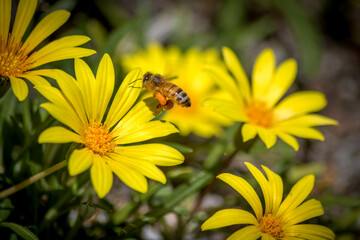 Close Up of a Bee Pollinating Yellow Daisies