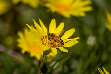 Close Up of a Bee Pollinating Yellow Daisies