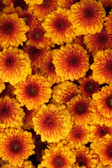 Fototapeta premium beautiful brownish orange chrysanthemum flowers. macro photography. brownish orange flower closeup.