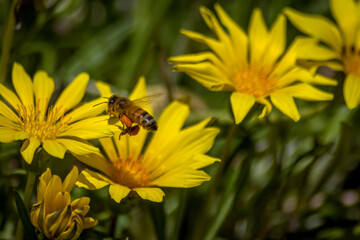 Close Up of a Bee Pollinating Yellow Daisies