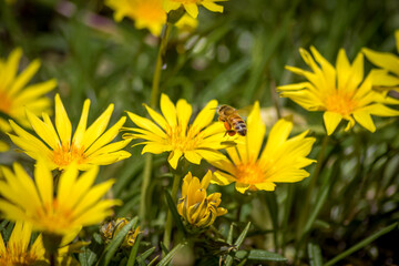 Close Up of a Bee Pollinating Yellow Daisies