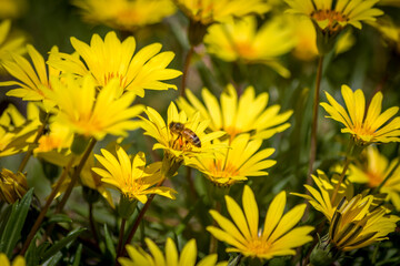 Close Up of a Bee Pollinating Yellow Daisies