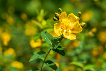 Obraz premium キンシバイ