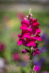 Close Up of Purple Snap Dragons