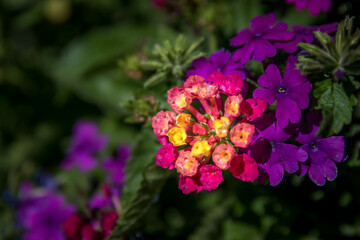 Beautiful Colored Clusters of Small Flowers