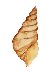 water color painted brawn seashell on white background